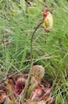 Purple pitcherplant